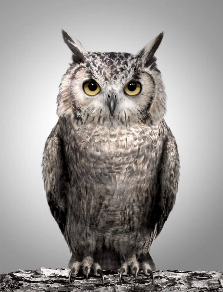 CGI Visuals Owl 3D Image 1