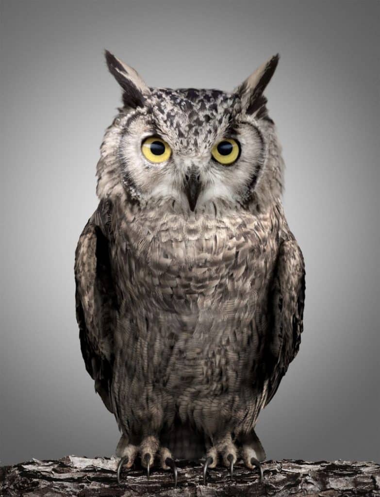 CGI Visuals Owl Animal 3D Image