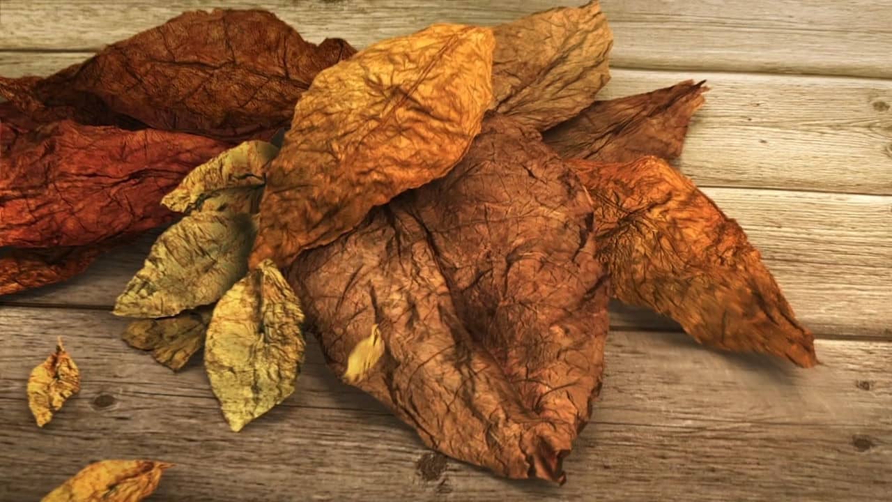Chesterfield Blend of three 3D Animation Leaf