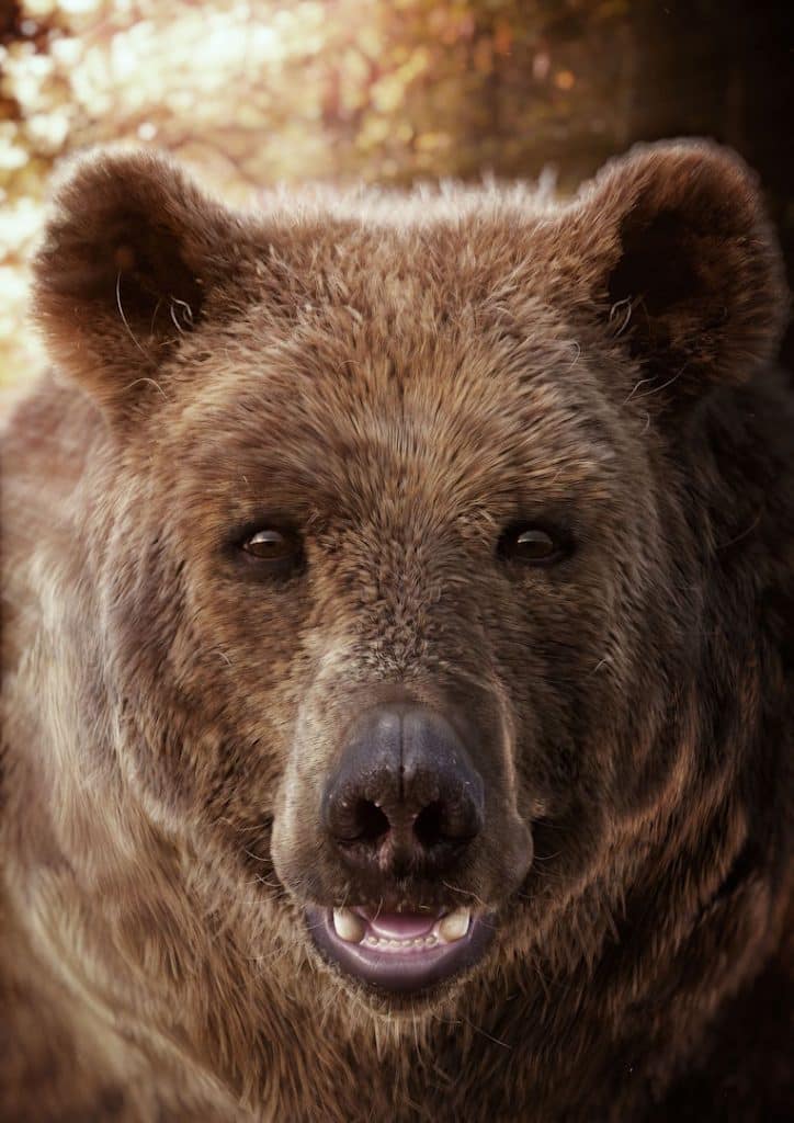 CGI Bear Visual 3D Animal Illustration Portrait