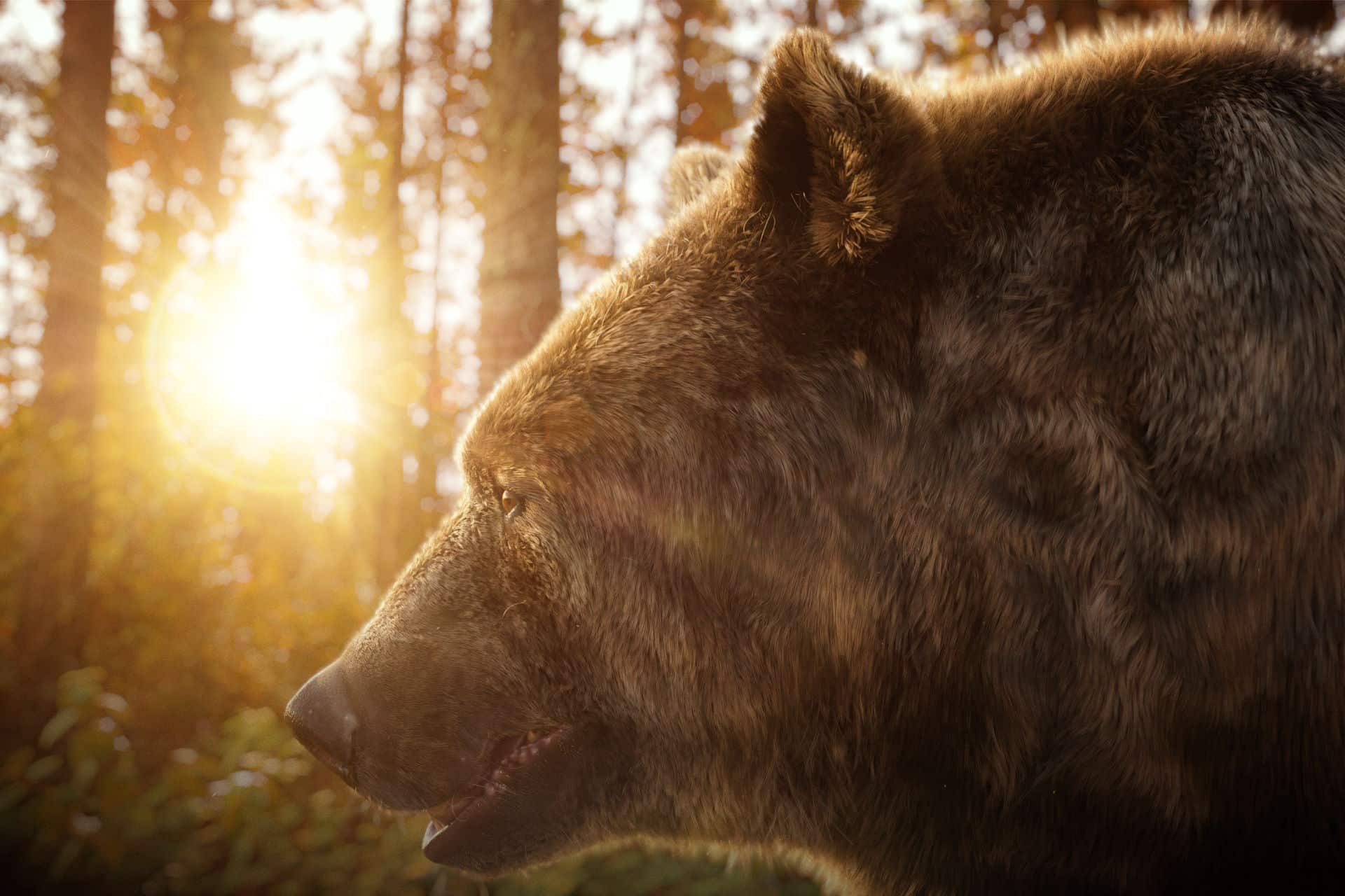 CGI Bear Visual 3D Animal Illustration