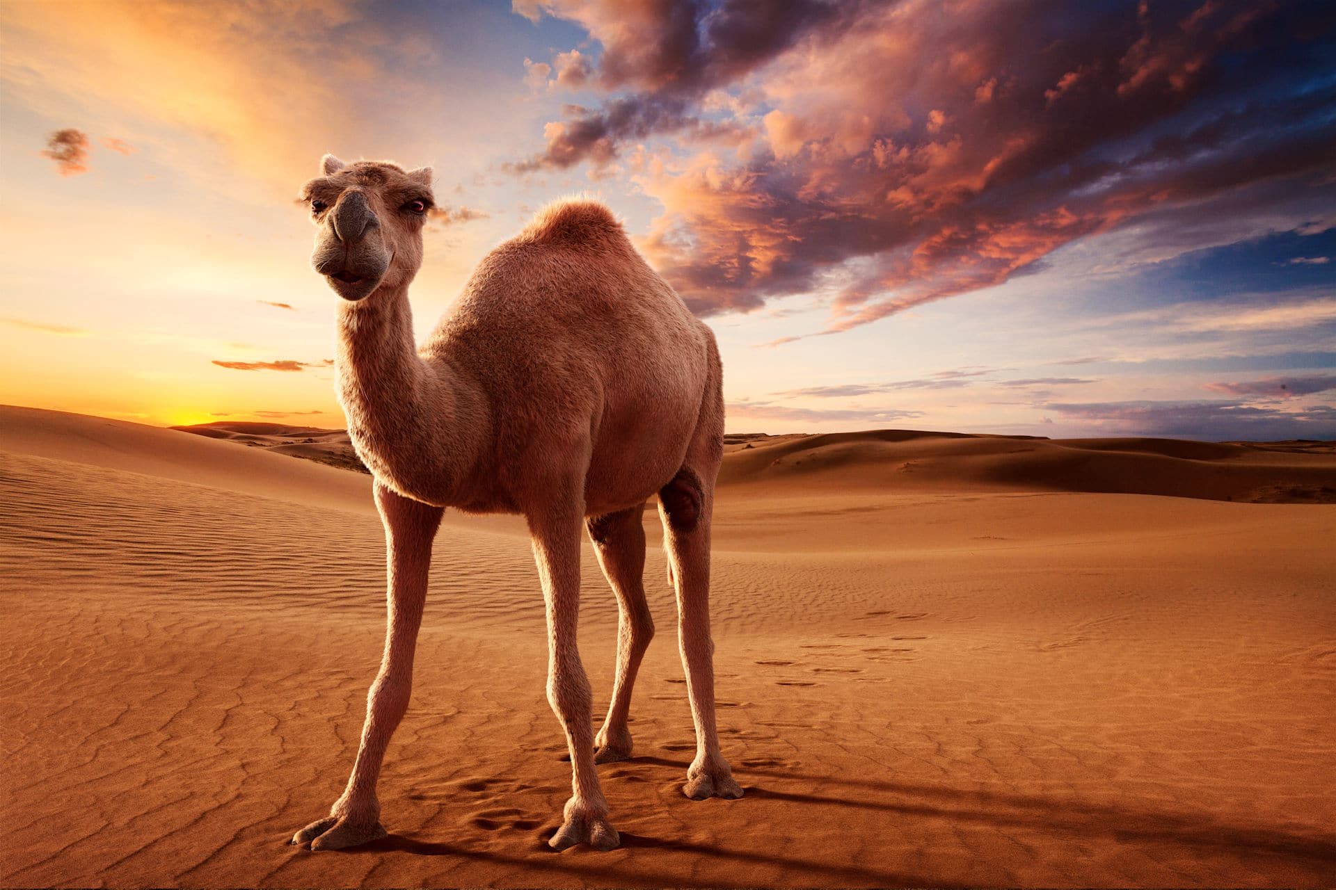 CGI Camel Visual 3D Animal Illustration
