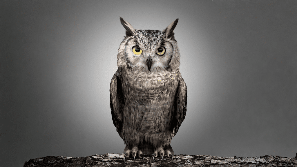 CGI Owl Visual-Photoreal 3D Owl Portrait