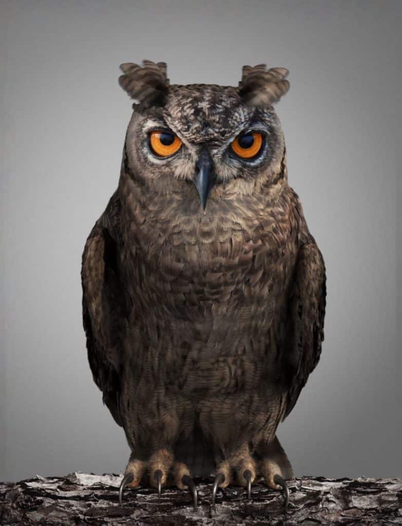 CGI Owl Visual Render 3