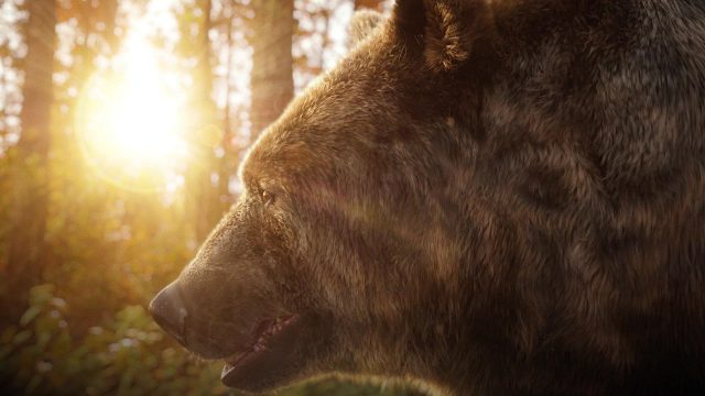 CGI Bear Visual 3D Animal Illustration