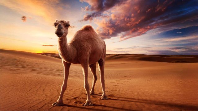 CGI Camel Visual 3D Animal Illustration