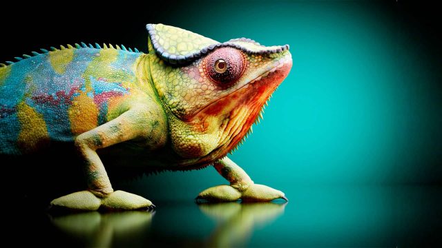 CGI Chameleon Visual 3D Animal Illustration Header