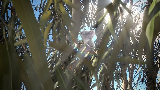 Dufry Sense of Place Australia Afternoon DOOH Animation